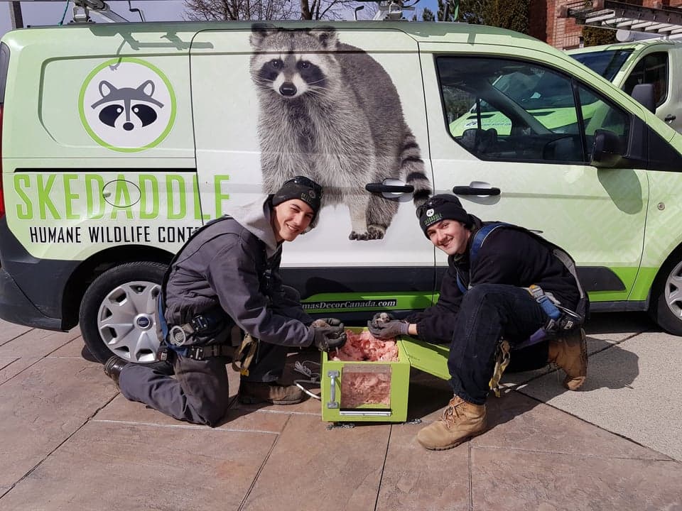 Skedaddle Humane Wildlife Control Aims to Grow Its Footprint in the US Skedaddle Humane Wildlife Control Aims to Grow Its Footprint in the US