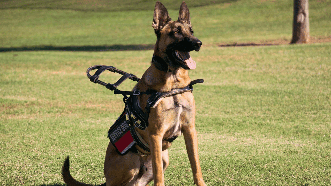Dog Training Elite Partners With Vets Helping Heroes to Increase Veterans’ Access to Service Dogs Dog Training Elite Partners With Vets Helping Heroes to Increase Veterans’ Access to Service Dogs