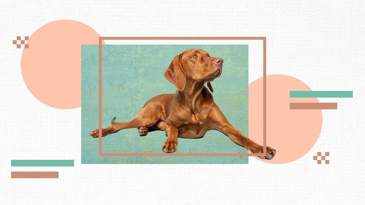 Best Pet Franchises To Buy in 2021 Best Pet Franchises To Buy in 2021