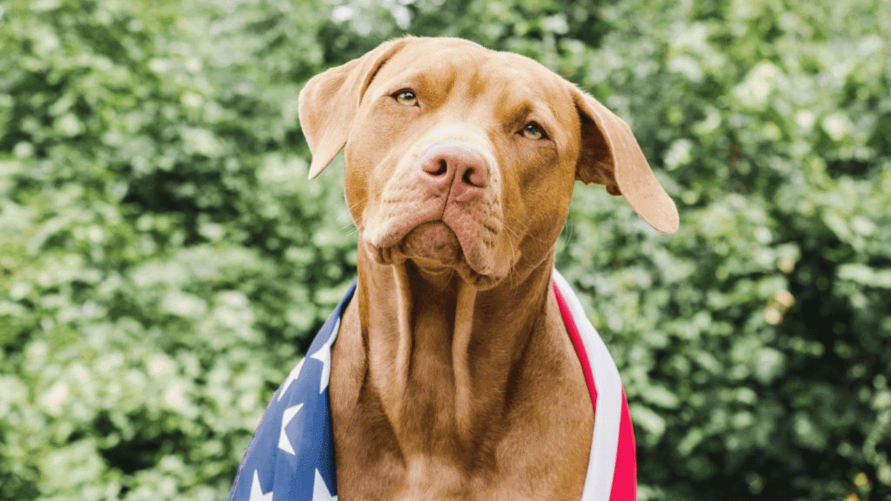 Scoop Soldiers Supports Veterans Through Valor Service Dogs Partnership Scoop Soldiers Supports Veterans Through Valor Service Dogs Partnership