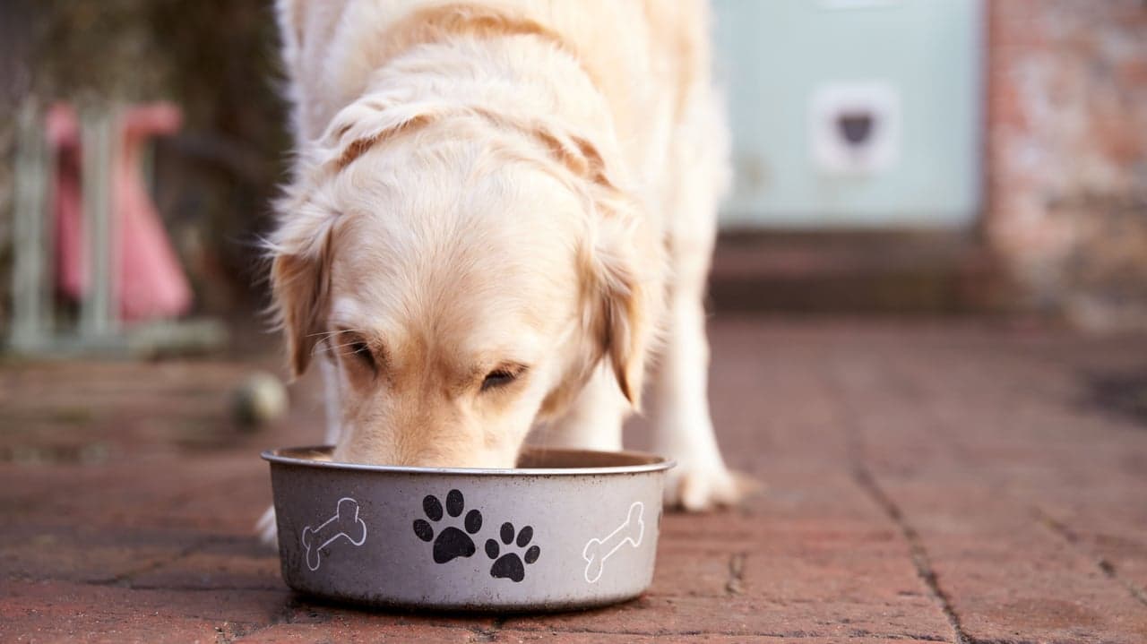 Emerging Franchisors to Watch: Pet Wants Emerging Franchisors to Watch: Pet Wants