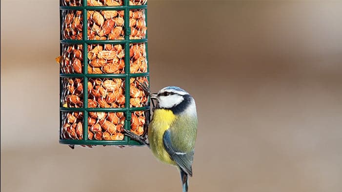 3 Reasons To Invest in Wild Birds Unlimited in 2021 3 Reasons To Invest in Wild Birds Unlimited in 2021