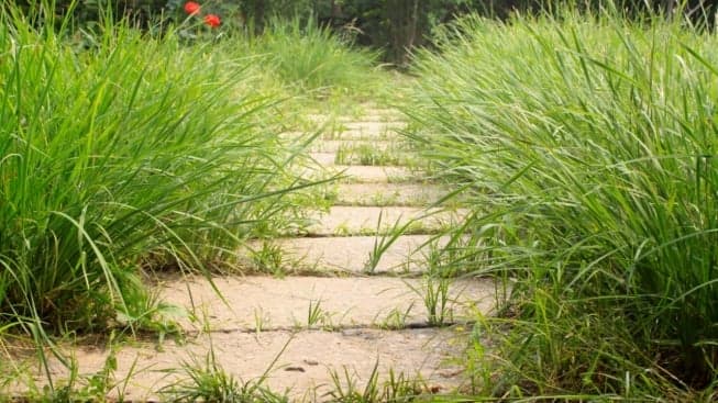 Why Every Leader Should Love the Weeds Why Every Leader Should Love the Weeds