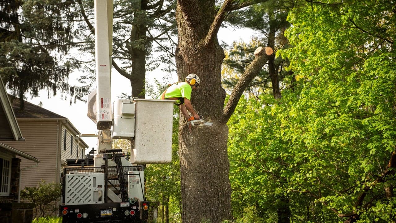 NJBiz: PA Tree Care Service Looks to Expand to Summit NJBiz: PA Tree Care Service Looks to Expand to Summit