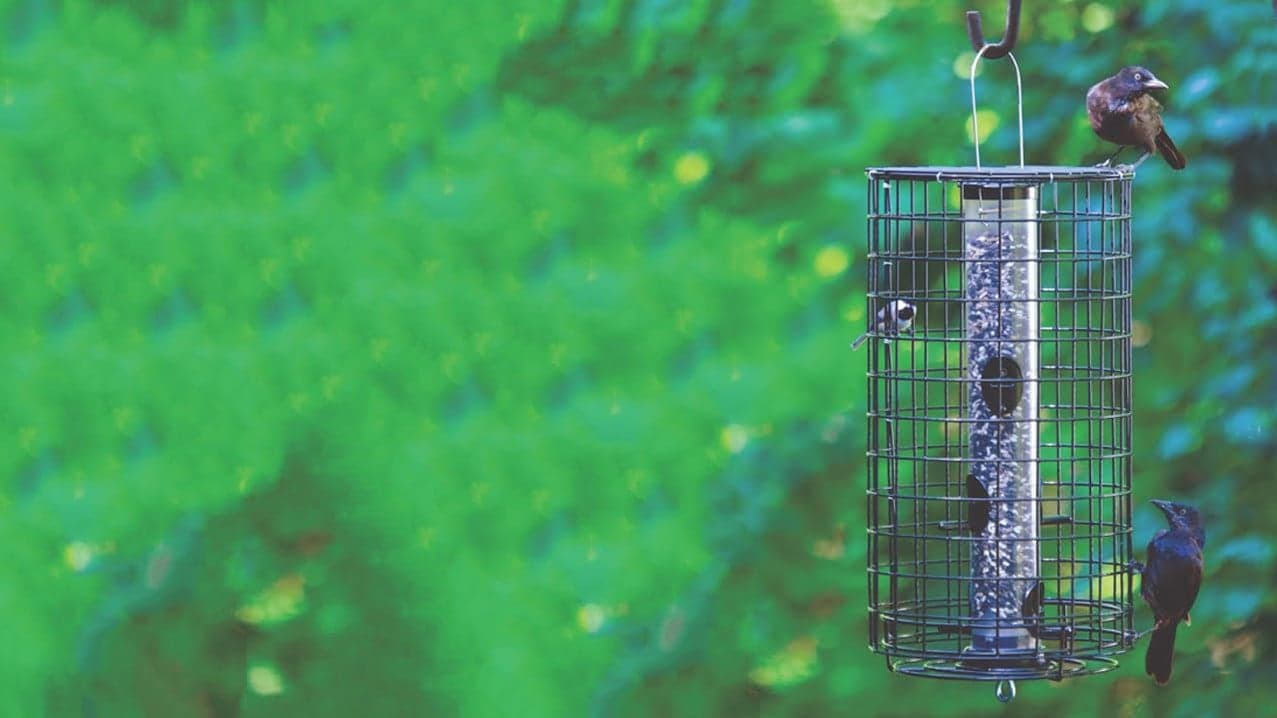 Bye-Bye Blackbirds: 3 Ways to Keep These Bully Birds Away From Your Feeder Bye-Bye Blackbirds: 3 Ways to Keep These Bully Birds Away From Your Feeder