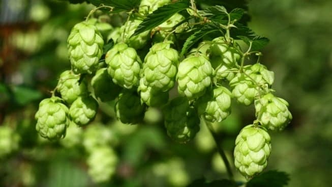 Nation’s Restaurant News: Sour Beers Have Gone Mainstream Nation’s Restaurant News: Sour Beers Have Gone Mainstream