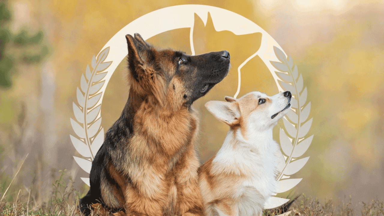 How undefined Evolved and Set New Standards The Dallas Express: How This Dog Training Elite Franchisee is Making a Difference