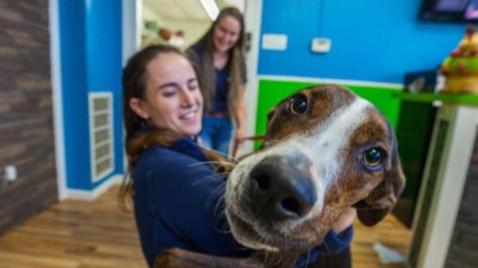 New York Business Journal: Doggie Day Care Facility Hounds Town USA Is Coming To Brooklyn New York Business Journal: Doggie Day Care Facility Hounds Town USA Is Coming To Brooklyn