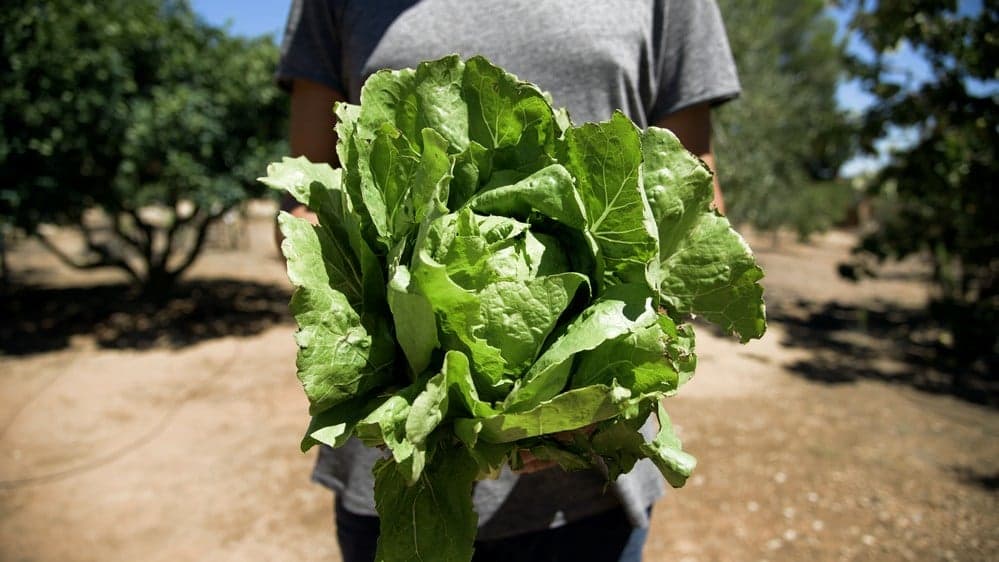You Only Need to Avoid Romaine Lettuce From Select California Locations You Only Need to Avoid Romaine Lettuce From Select California Locations