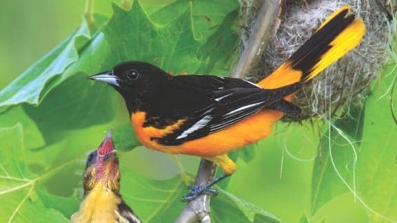 The Myriad Benefits of Feeding the Birds in the Summer The Myriad Benefits of Feeding the Birds in the Summer
