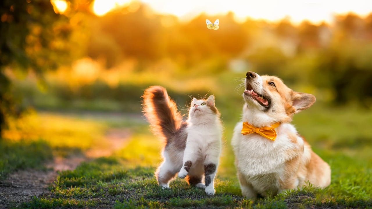 Franchise Marketing Radio: DeNita Carani With Pet Wants Franchise Marketing Radio: DeNita Carani With Pet Wants