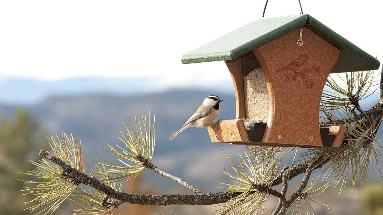 Feeding Demand: Why the Bird Feeding Industry Isn’t Just for the Birds Feeding Demand: Why the Bird Feeding Industry Isn’t Just for the Birds