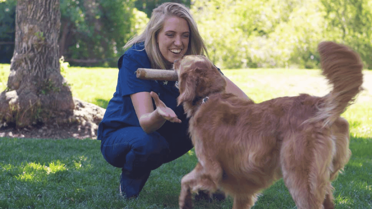 How undefined Evolved and Set New Standards Dog Training Elite Trainer Training a Dog