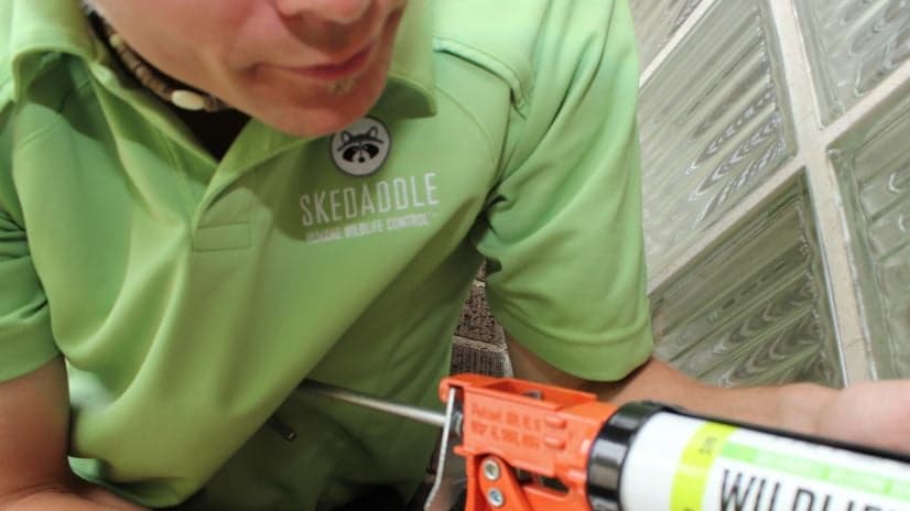Skedaddle Humane Wildlife Control First Franchisee in the US on Why This Brand was the Perfect Fit Skedaddle Humane Wildlife Control First Franchisee in the US on Why This Brand was the Perfect Fit