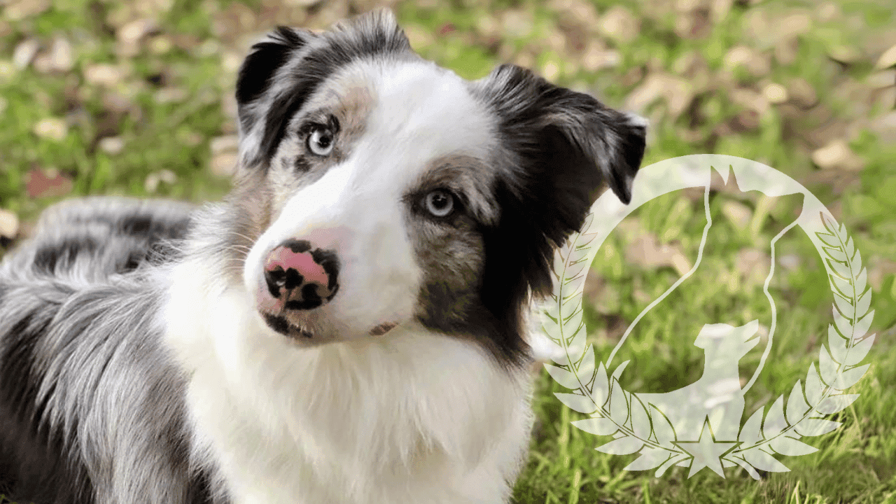 How undefined Evolved and Set New Standards Dog Training Elite Celebrates Mid-Year Momentum With 4 New Signings and Expansion Into 3 New Markets