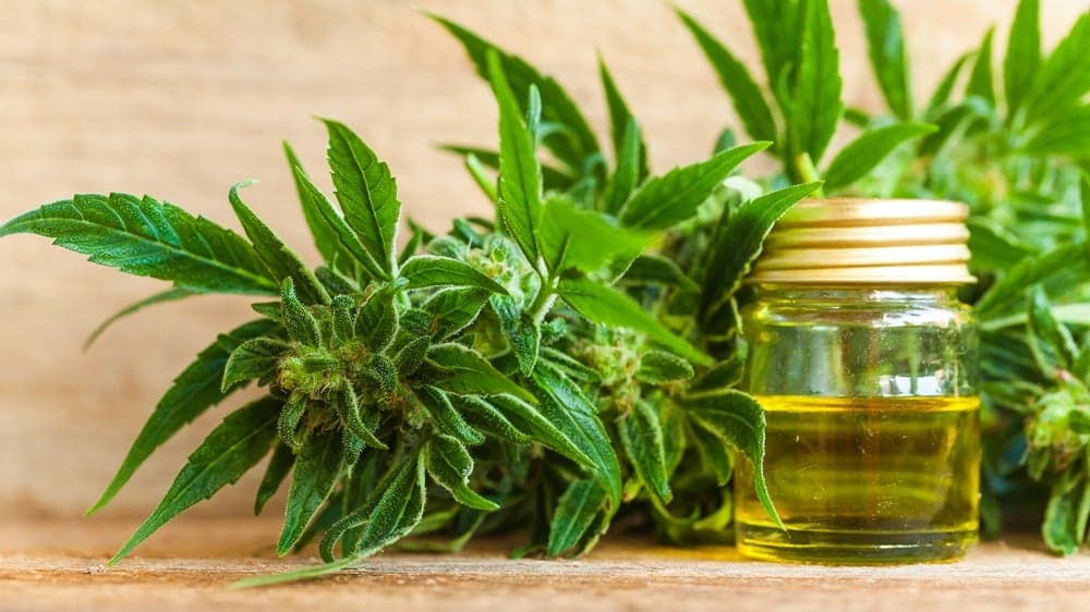 The Rise of CBD in the American Foodservice Industry The Rise of CBD in the American Foodservice Industry
