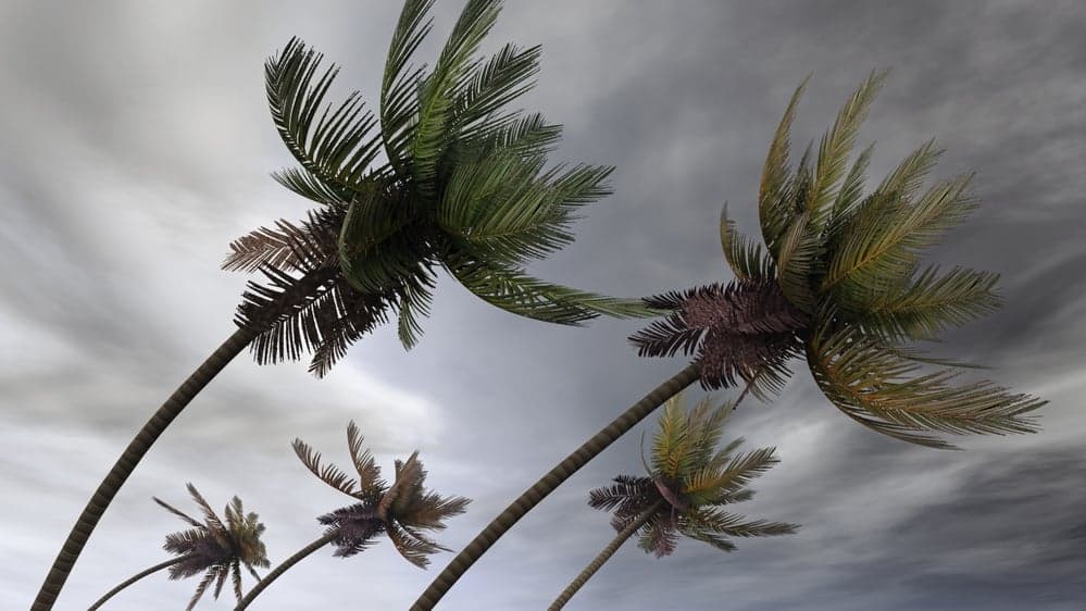 Fast Casual: Florida Restaurants Prep for Hurricane Matthew Fast Casual: Florida Restaurants Prep for Hurricane Matthew