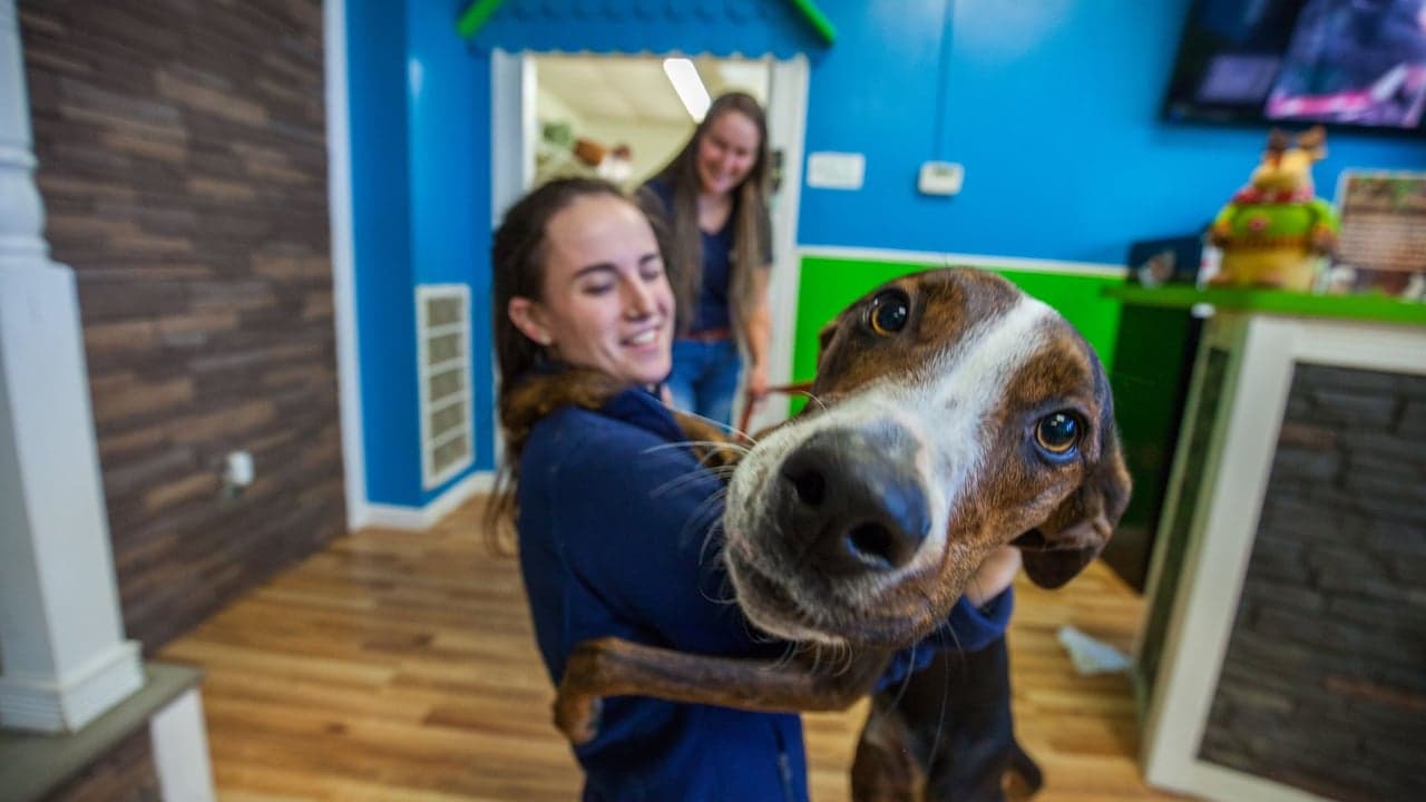 Hounds Town USA Named a Top 50 Franchise for Women by Franchise Business Review Hounds Town USA Named a Top 50 Franchise for Women by Franchise Business Review