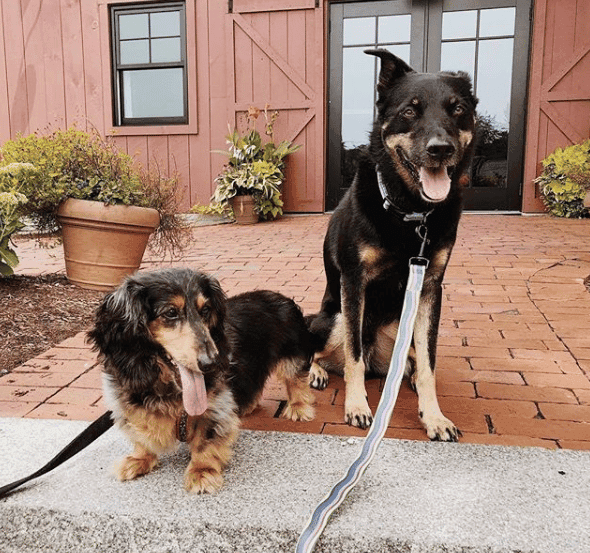 Are You Barking Up The Concierge Pet Care Tree? Are You Barking Up The Concierge Pet Care Tree?