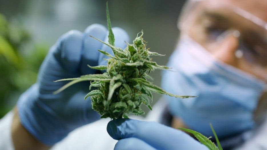 Cannabis Stocks Falter as FDA Shares Conflicting Views on CBD After Regulatory Hearing Cannabis Stocks Falter as FDA Shares Conflicting Views on CBD After Regulatory Hearing
