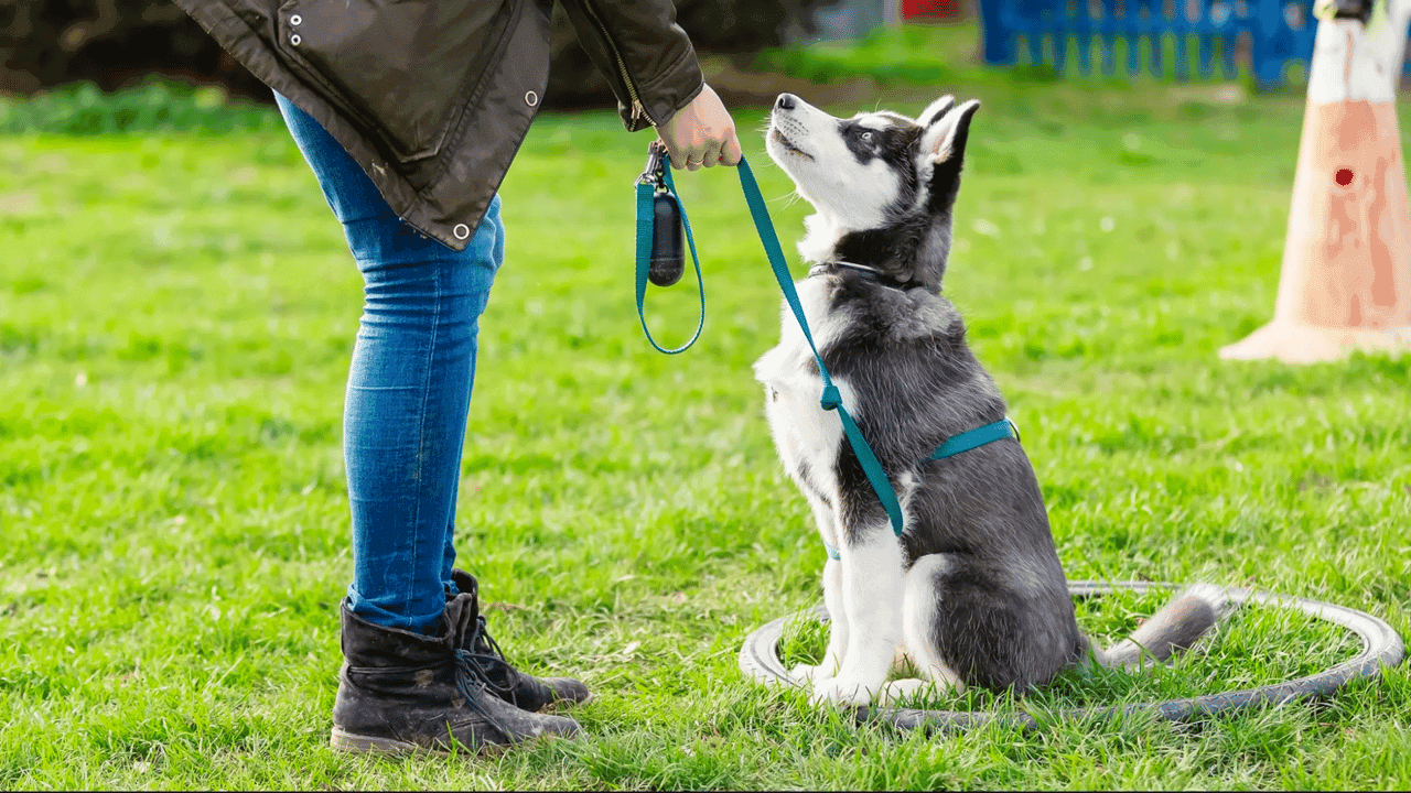 How undefined Evolved and Set New Standards Entrepreneur: Dog Training Franchises Can Struggle in a Crowded Marketplace. Here's How One Company Expanded to 300 U.S. Franchises.