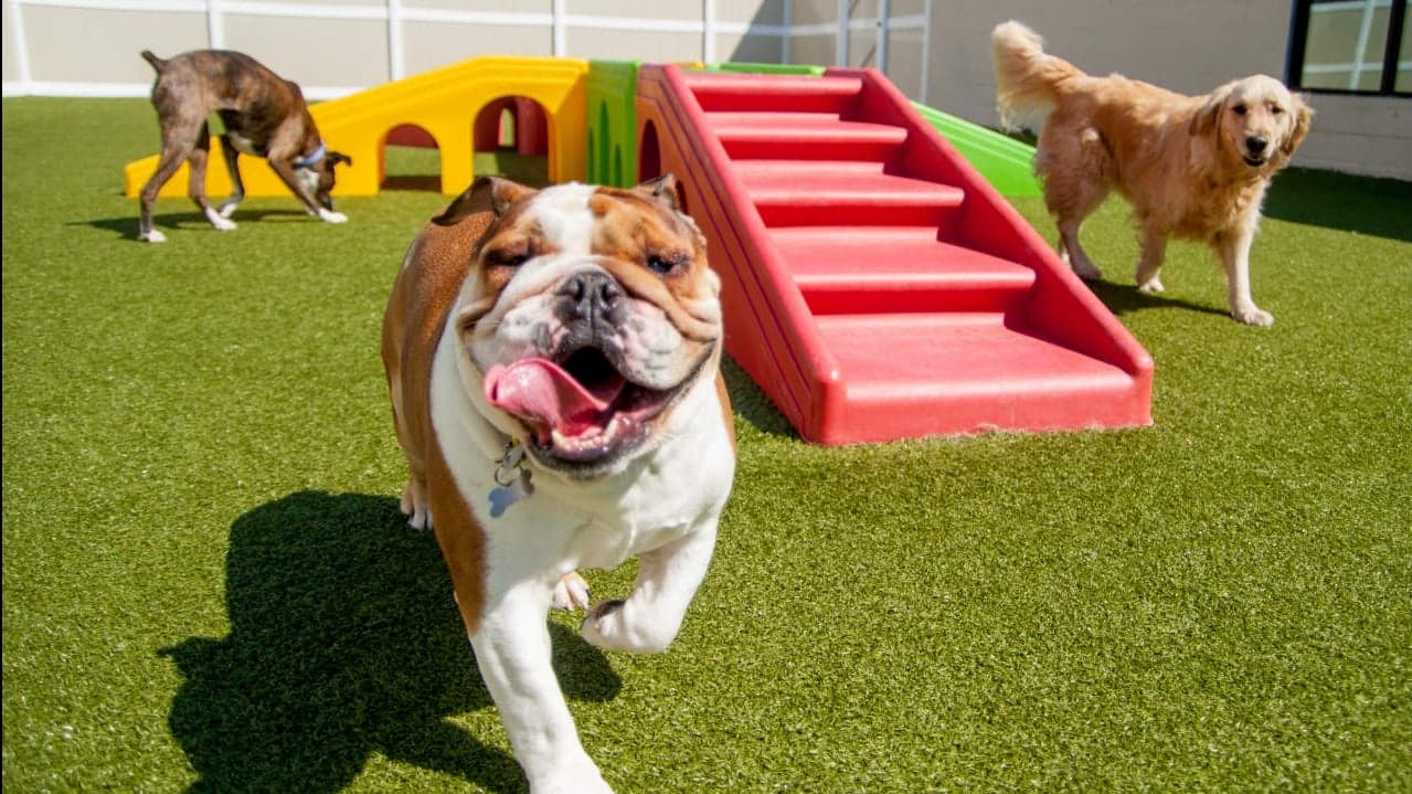 25 Pet Care Brands to Watch in 2017 25 Pet Care Brands to Watch in 2017