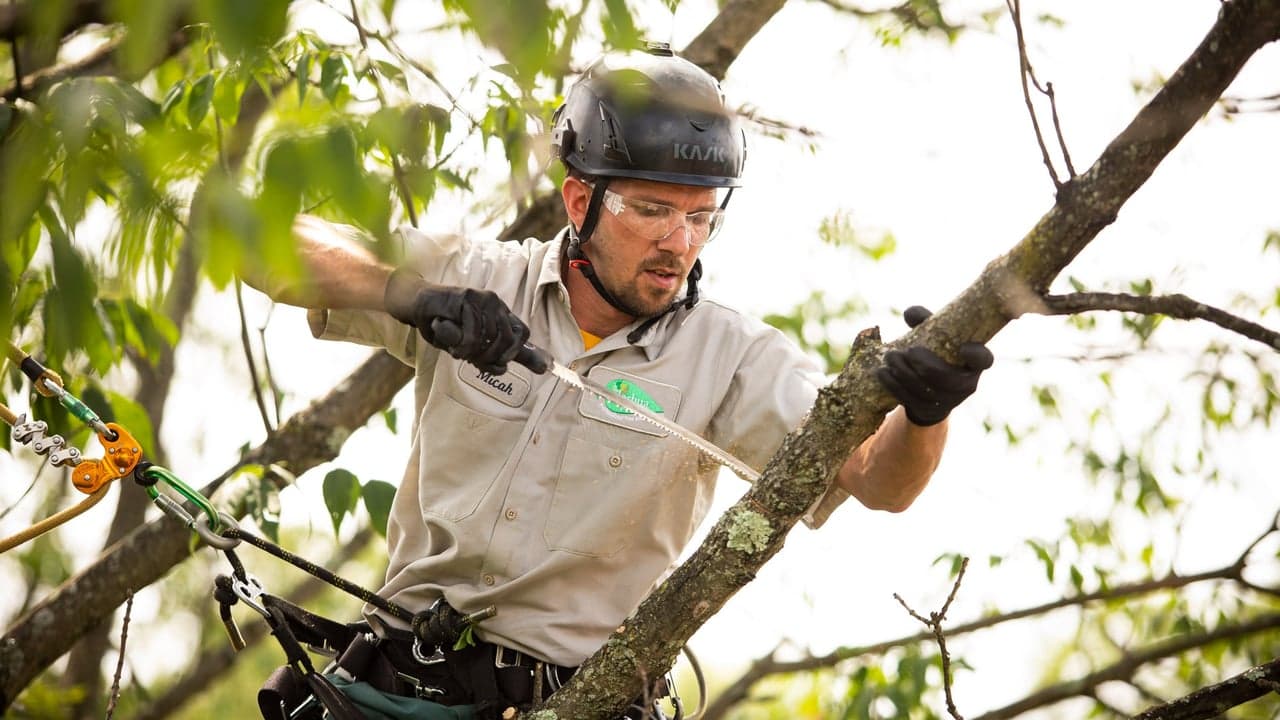 Joshua Tree Experts Aims to Sign 12 Franchisees in 2023 Joshua Tree Experts Aims to Sign 12 Franchisees in 2023