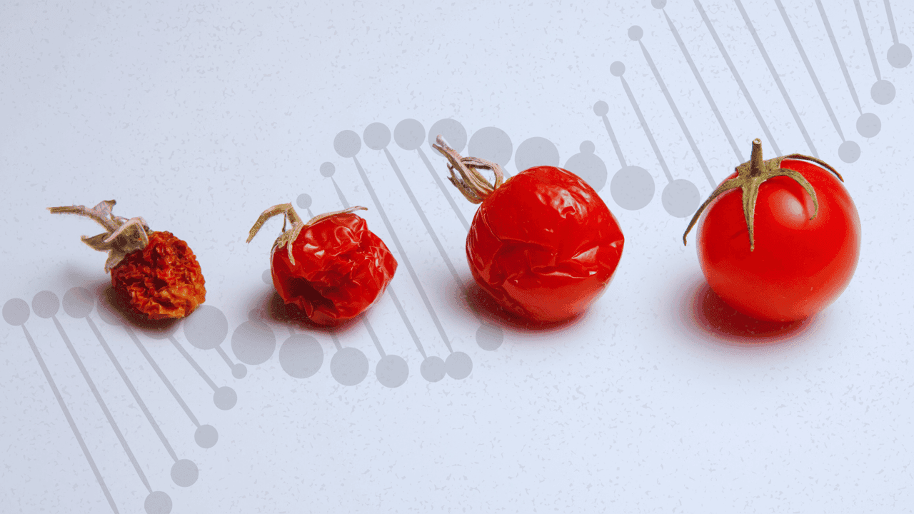 How Food Franchises Are Catering to Health-Conscious Consumers How Food Franchises Are Catering to Health-Conscious Consumers