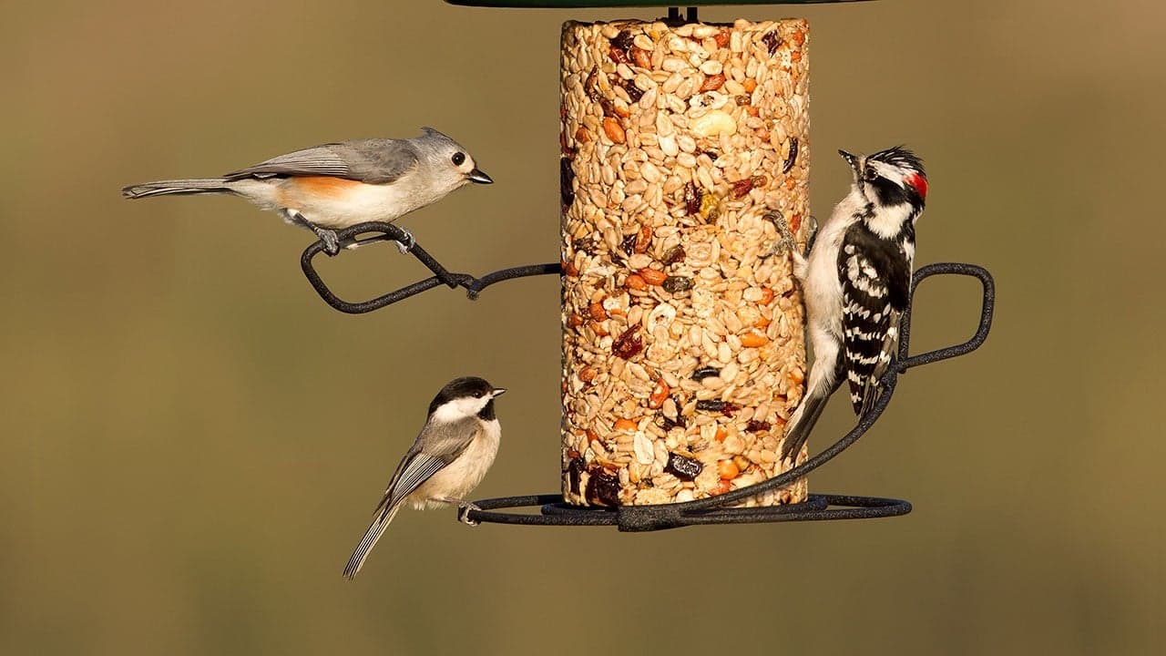 Same Store Sales Increases and Commitment to Innovation Fuel Wild Birds Unlimited’s Strong Momentum in New FDD Same Store Sales Increases and Commitment to Innovation Fuel Wild Birds Unlimited’s Strong Momentum in New FDD