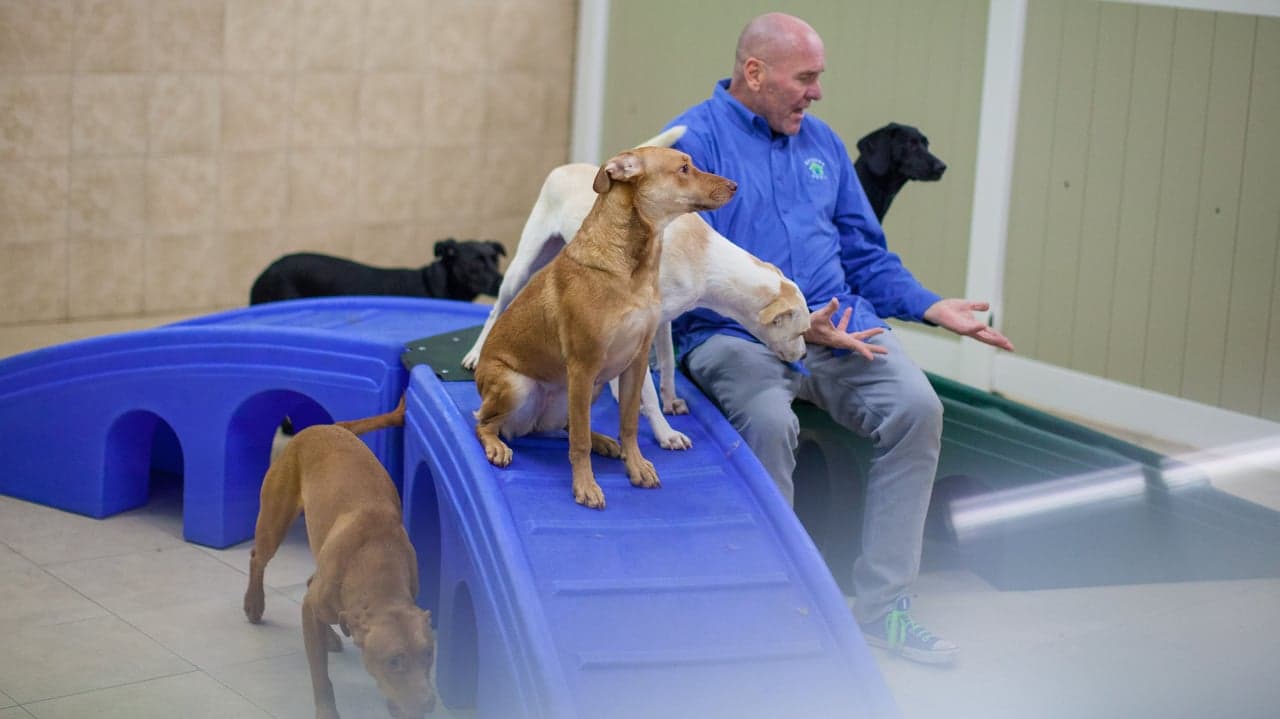 Hounds Town USA Added Seven Units and Increased System-Wide Revenue by 45 Percent in 2018 Hounds Town USA Added Seven Units and Increased System-Wide Revenue by 45 Percent in 2018