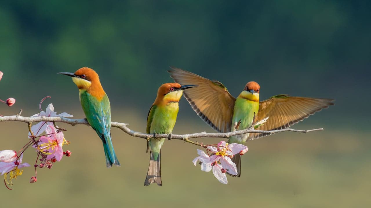 Franchising.com: Stories From the COVID-19 Frontlines with Paul Pickett, CDO of Wild Birds Unlimited Franchising.com: Stories From the COVID-19 Frontlines with Paul Pickett, CDO of Wild Birds Unlimited