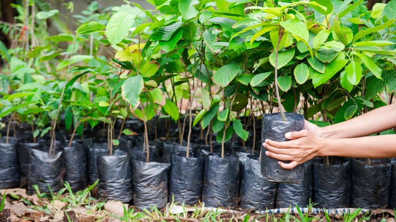 How Reforestation May Change Restaurant Franchise Investment Strategies How Reforestation May Change Restaurant Franchise Investment Strategies