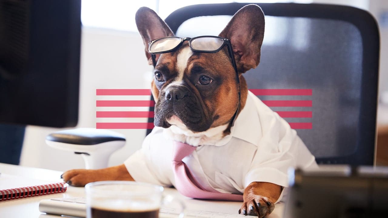 What Do Pet Franchises Look For in a New Market? What Do Pet Franchises Look For in a New Market?