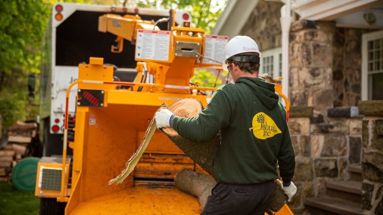 How Joshua Tree Experts is Preparing to Lead a $25 Billion Tree Care Industry How Joshua Tree Experts is Preparing to Lead a $25 Billion Tree Care Industry