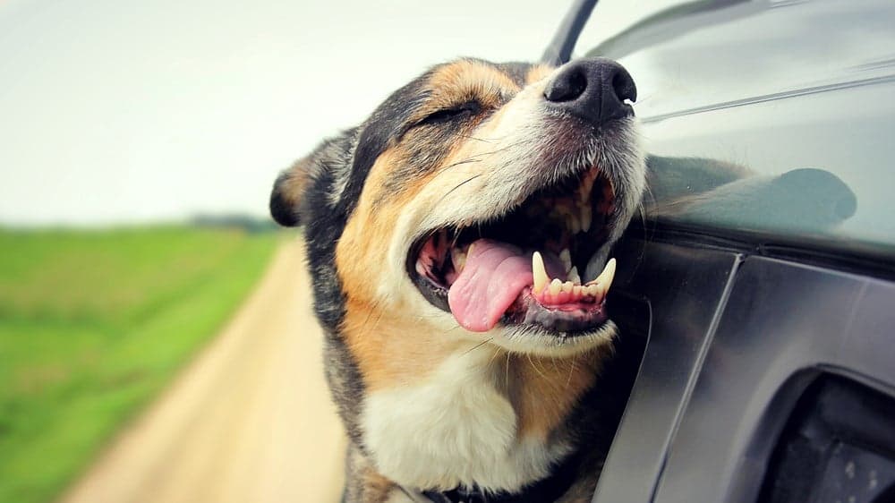 KDVR: Tips for Traveling Pet Owners KDVR: Tips for Traveling Pet Owners