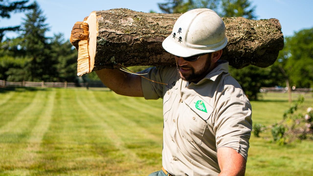 How Joshua Tree Experts Compares to Monster Tree Services How Joshua Tree Experts Compares to Monster Tree Services