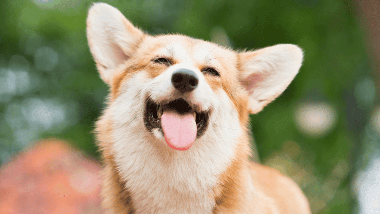 Unleash Your Entrepreneurial Spirit With These Dog-Focused Franchises Unleash Your Entrepreneurial Spirit With These Dog-Focused Franchises
