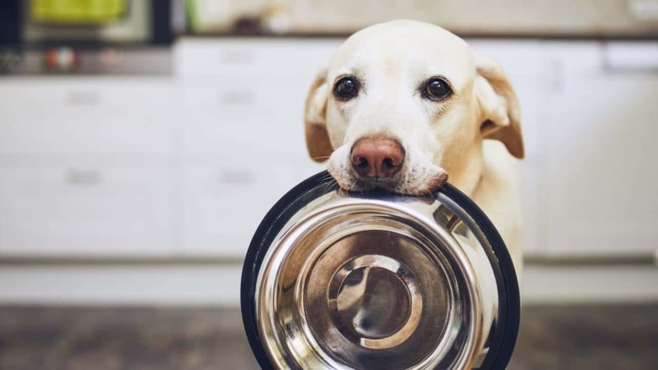 ABC 12 News: Mid-Michigan Pet Expo Going on at the Dort ABC 12 News: Mid-Michigan Pet Expo Going on at the Dort Financial Center