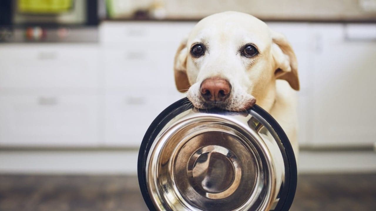 ABC 12 News: Mid-Michigan Pet Expo Going on at the Dort Financial Center ABC 12 News: Mid-Michigan Pet Expo Going on at the Dort Financial Center