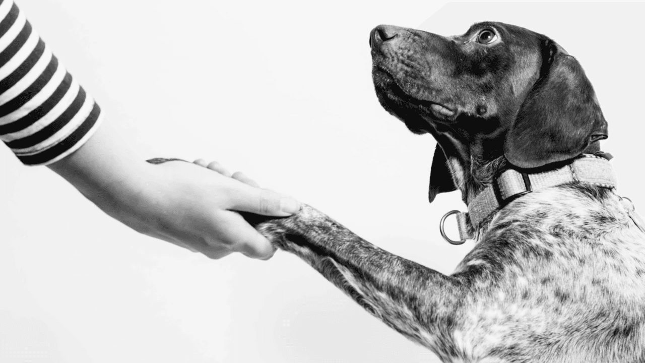 Pet Wants Launches 'Pack Gives Back' to Aid Local Pet Shelters Pet Wants Launches 'Pack Gives Back' to Aid Local Pet Shelters