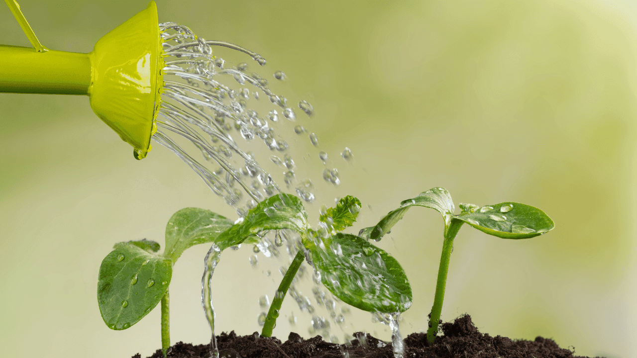 CFOs See Recession as Likely in ’25; Why Now Is the Time To Water the Franchise Buyer Seeds CFOs See Recession as Likely in ’25; Why Now Is the Time To Water the Franchise Buyer Seeds