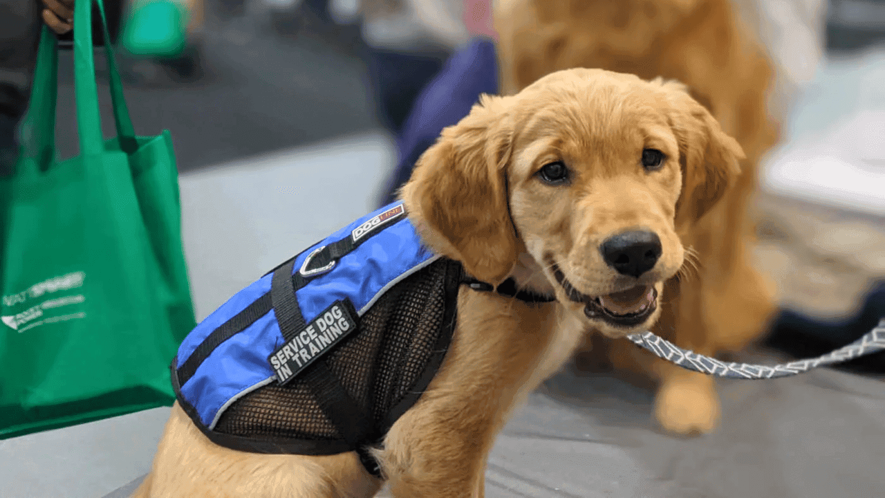 Supporting Families Through Service Dogs: How Dog Training Elite Helps Children With Autism Thrive Supporting Families Through Service Dogs: How Dog Training Elite Helps Children With Autism Thrive