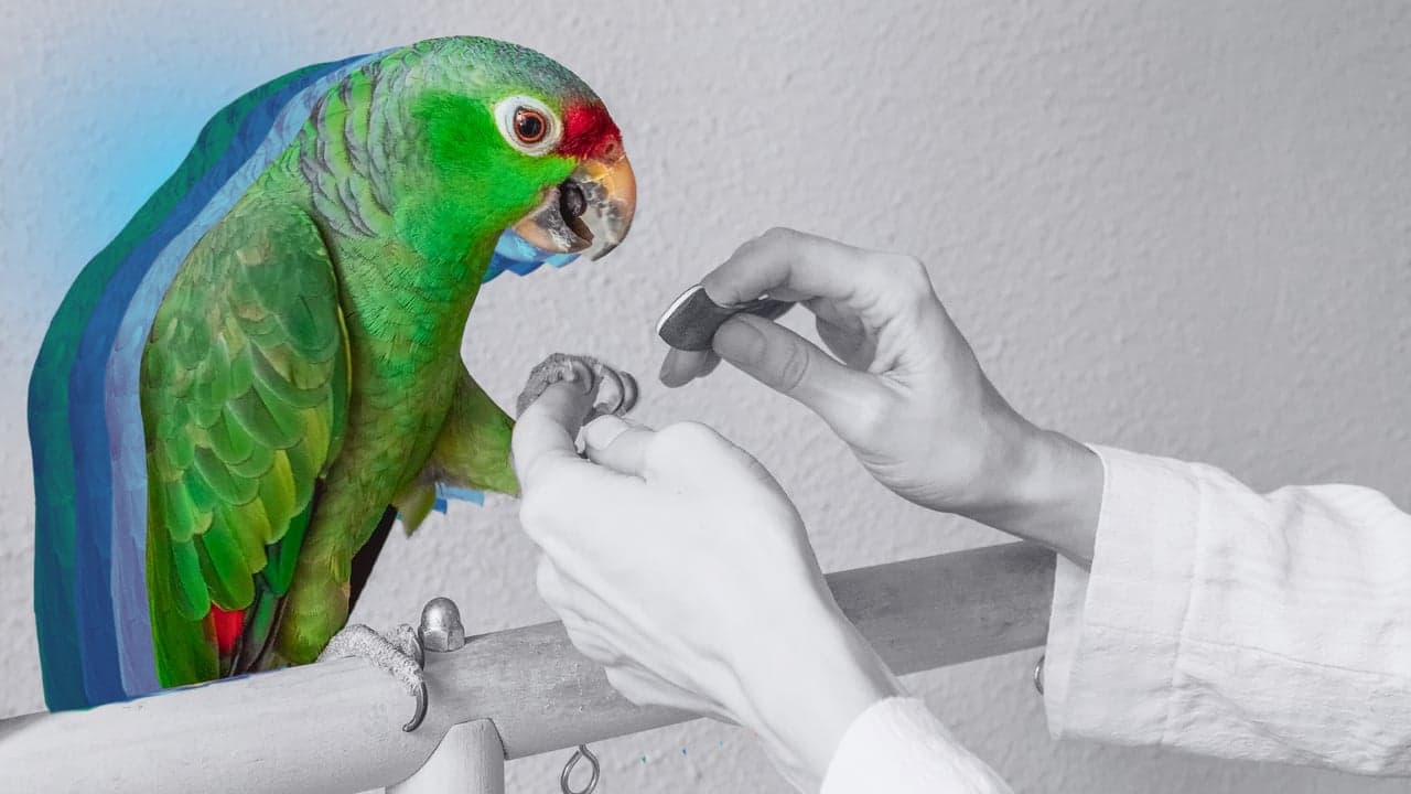 Top Specialty Pet Product and Services Franchise Opportunities for 2026 Top Specialty Pet Product and Services Franchise Opportunities for 2026