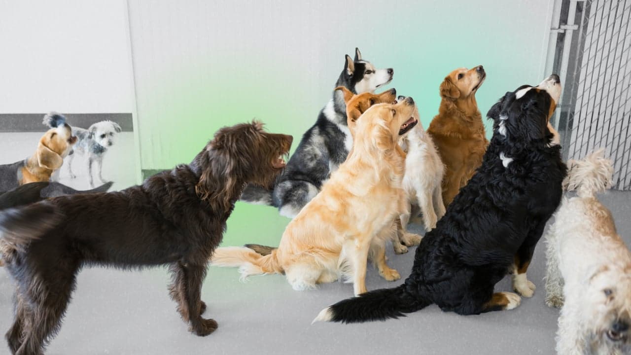 Top Pet Boarding and Day Care Franchise Opportunities for 2026 Top Pet Boarding and Day Care Franchise Opportunities for 2026