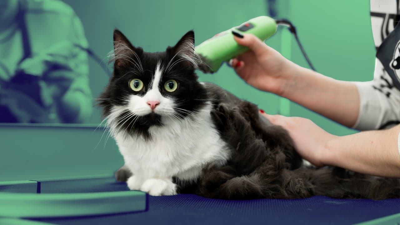 The 15 Top Pet Grooming Franchises To Consider for 2026 The 15 Top Pet Grooming Franchises To Consider for 2026