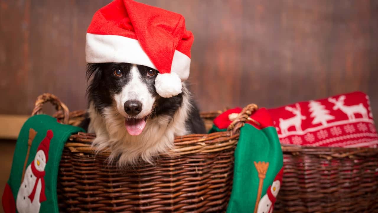 Expert Training Tips for a Well-Behaved Dog This Christmas photo of black and white dog, wearing a Santa hat, sitting in a wicker basket with Christmas decor