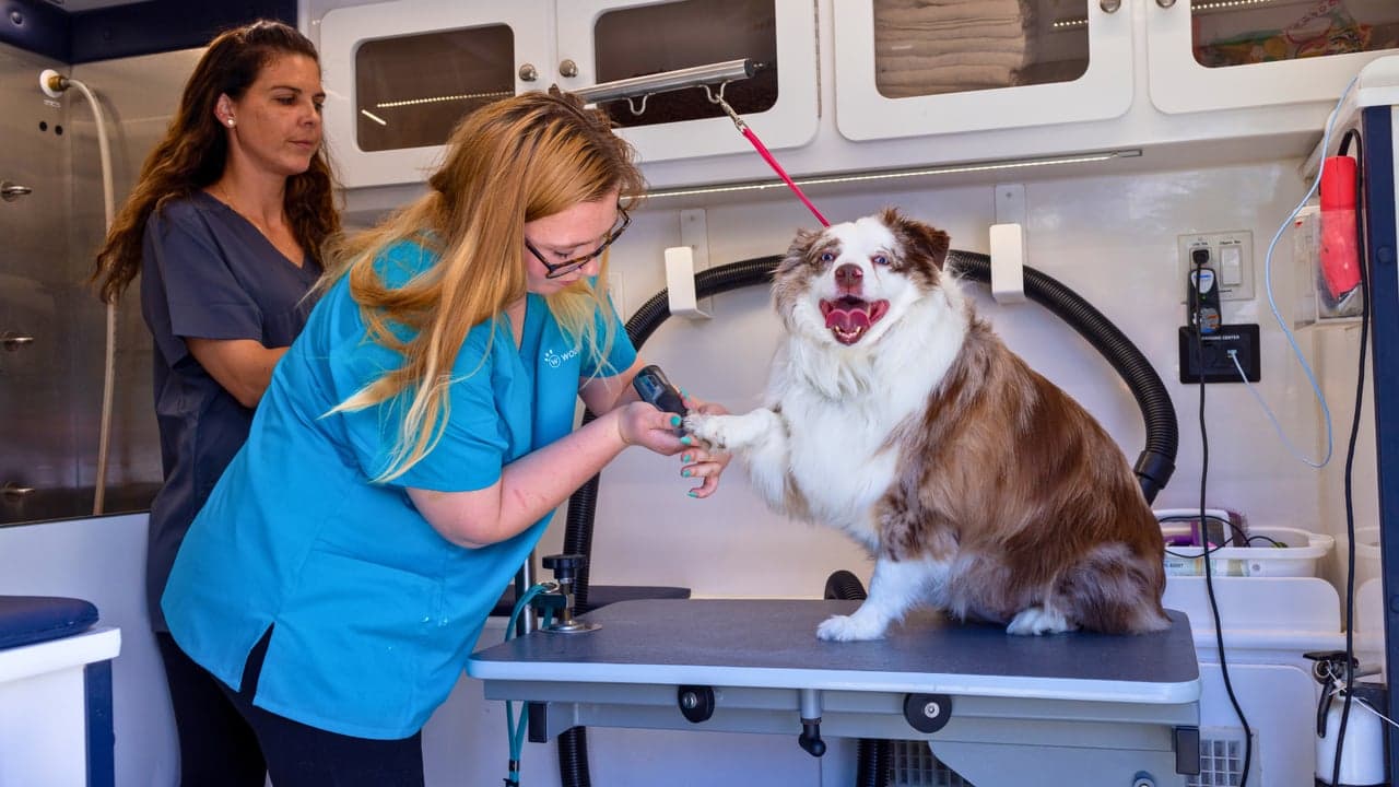 Your Pet’s Life Is Busy, Too. Woofie’s Makes Care Easy Your Pet’s Life Is Busy, Too. Woofie’s Makes Care Easy