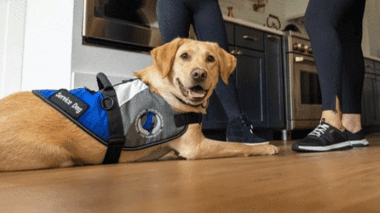 How Dog Training Elite Evolved and Set New Standards How Dog Training Elite Helps Veterans With PTSD Through Service Dog Training