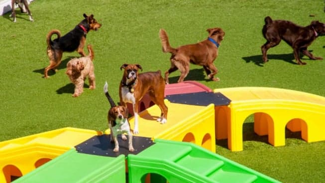Experienced Multi-Brand Franchisees Bring First K-9 Resorts Daycare & Luxury Hotel to Pennsylvania Experienced Multi-Brand Franchisees Bring First K-9 Resorts Daycare & Luxury Hotel to Pennsylvania