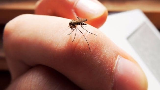 WSMV- Nashville, Tennessee: Mosquito Joe Helps Local Viewers Avoid Mosquitoes This Summer WSMV- Nashville, Tennessee: Mosquito Joe Helps Local Viewers Avoid Mosquitoes This Summer